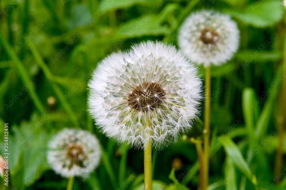 White fluffy dandelion with seeds against a background of green grass.