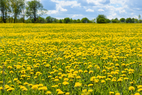 Landscape meadow with yellow dandelions.