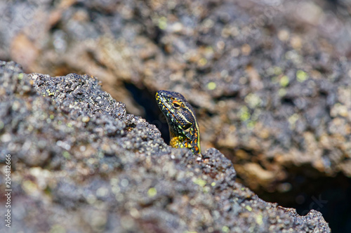 Lizard on a volcanic rock, on the heights of the Antillanca Volcano photo