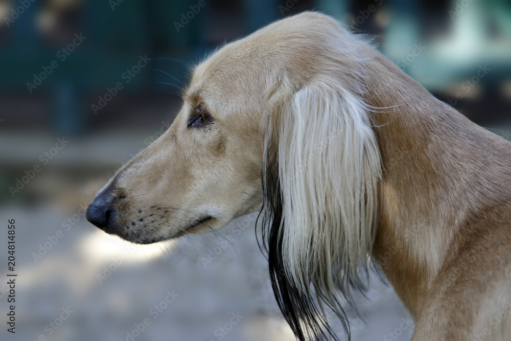 Windhund, Porträt Windhund, Porträt