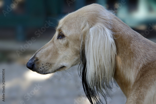 Windhund, Porträt © fine pics