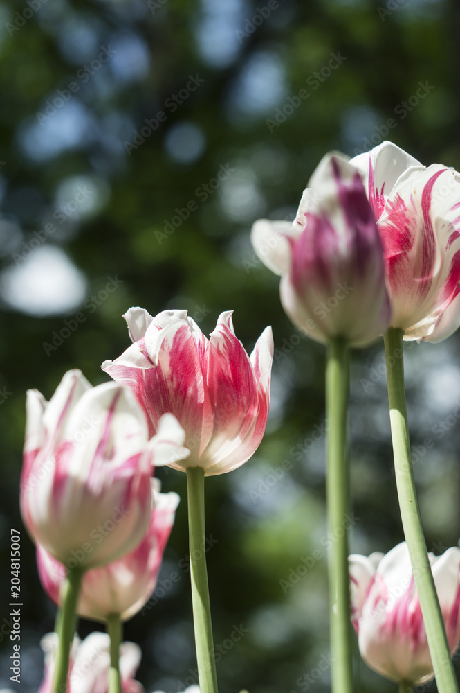 Fototapeta premium tulips against the sky