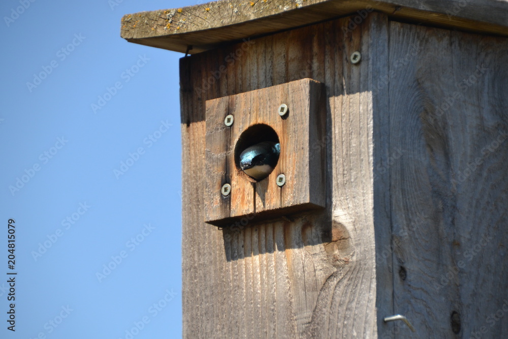 Tree Swallow peeking out of a Birdhouse