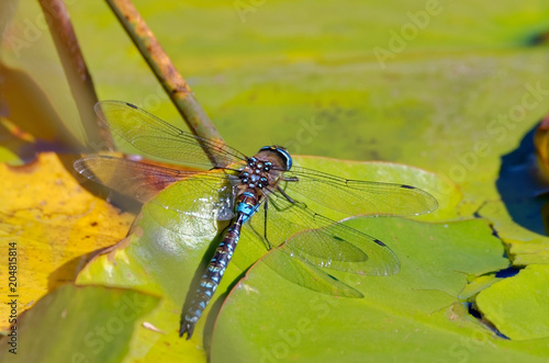 Dragonfly over a lotus flower leaf photo