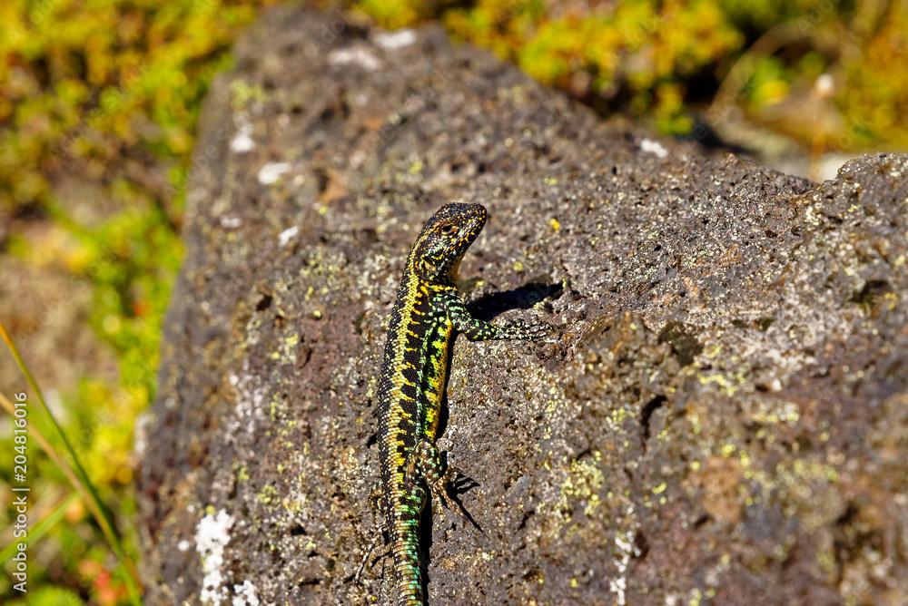 Lizard on a volcanic rock, on the heights of the Antillanca Volcano Lizard on a volcanic rock, on the heights of the Antillanca Volcano