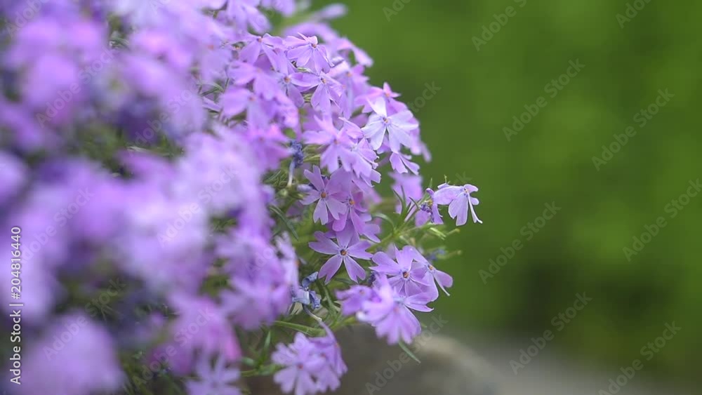 Focus and defocus on gillyflower and green bush