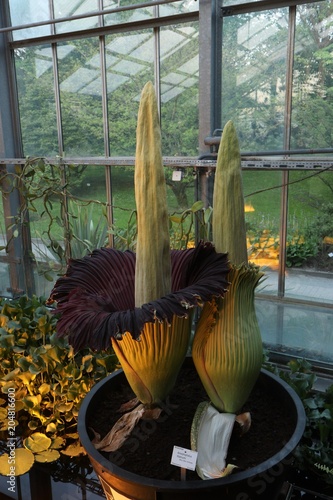 Titanwurz, amorphophallus titanum, Botanischer Garten photo