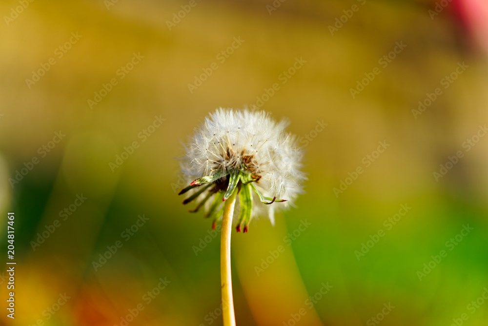 Lonely dandelion in early autumn