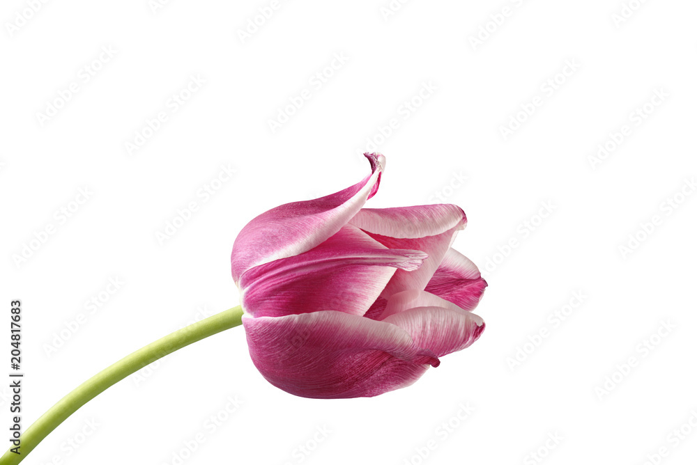 flower tulip on white background for designers