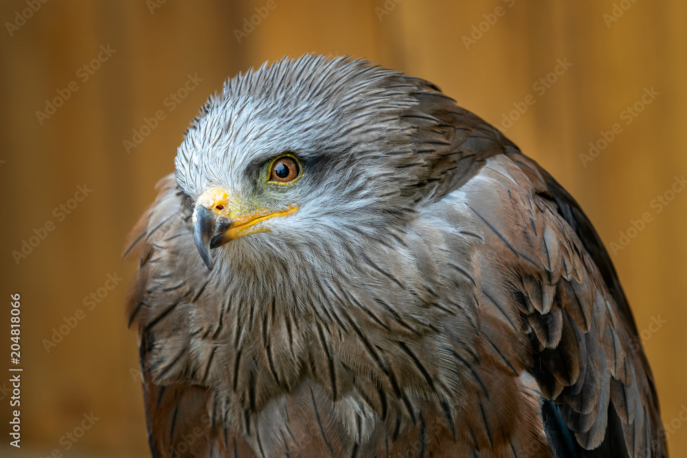Fototapeta premium Portrait (Milvus migrans) is a medium-sized bird of prey in the family Accipitridae