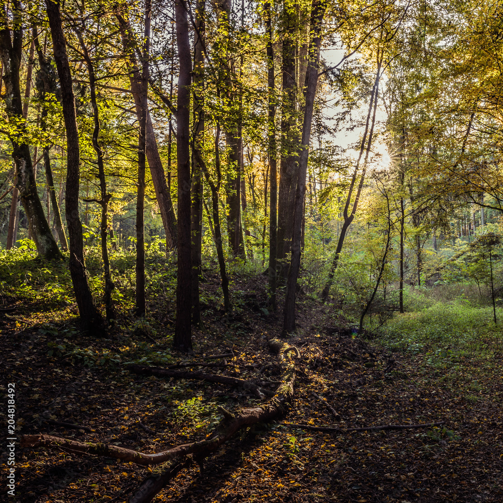 Fototapeta premium Herbststimmung im Laubwald