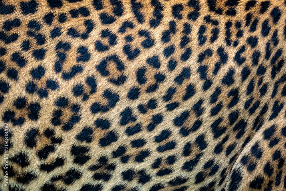 Fototapeta premium Close up leopard fur background. Ceylon leopard skin texture for background.