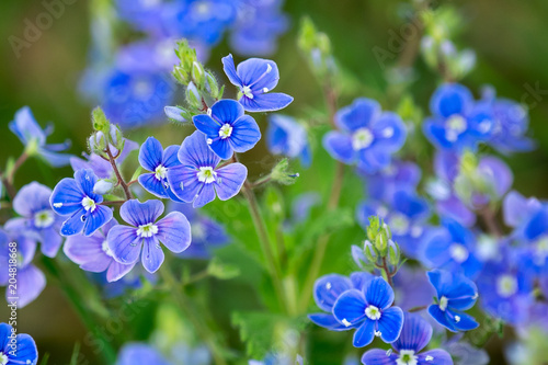 Veronica chamaedrys - blue blossoms in spring photo