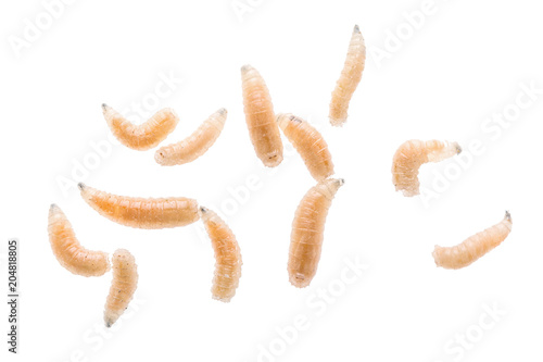 Maggot fly larva close up isolated on white background. Fishing bait.