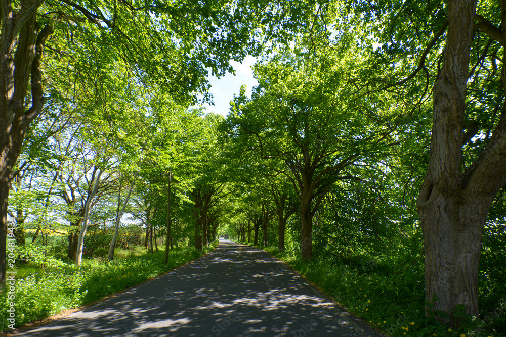 Fototapeta premium Allee - Deutsche Alleenstraße auf Rügen