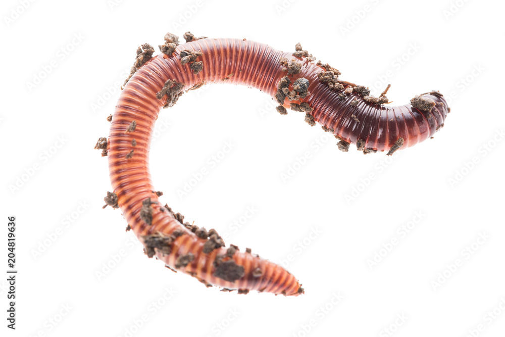 Macro shot of red worm Dendrobena in manure, earthworm live bait for fishing isolated on white background.