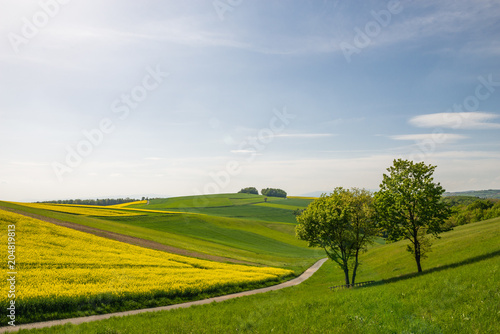 Hügelige Landschaft mit Rapsfeld © Christian Krammer