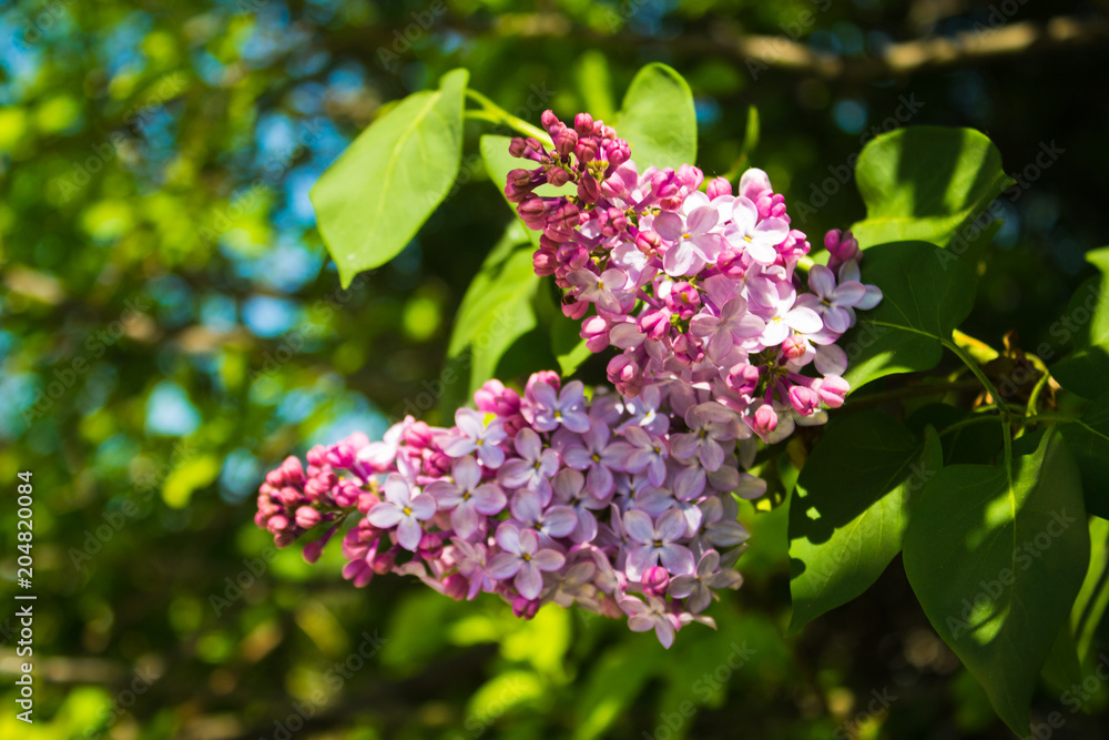 Blooming lilac. May. Blooming lilac. May.