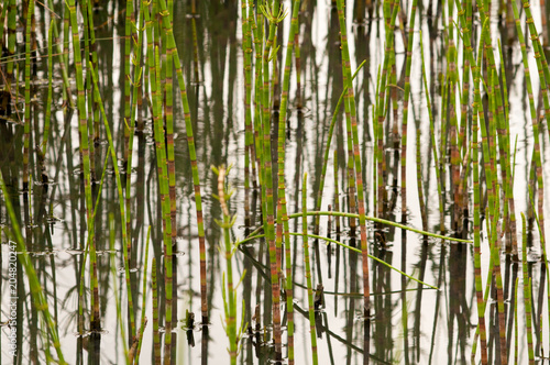 Black bamboo and grasses