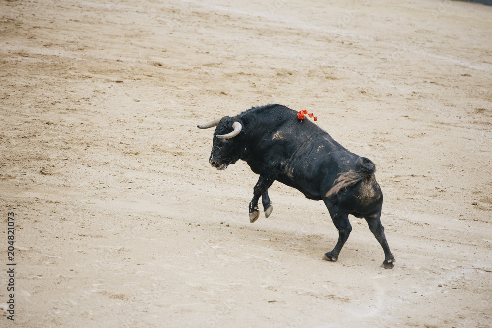 Bull in a typical Spanish Bullfight Bull in a typical Spanish Bullfight