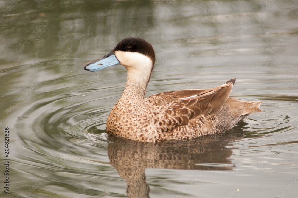 Fototapeta premium Puna teals