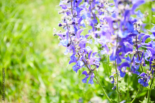 Violet flowers in field