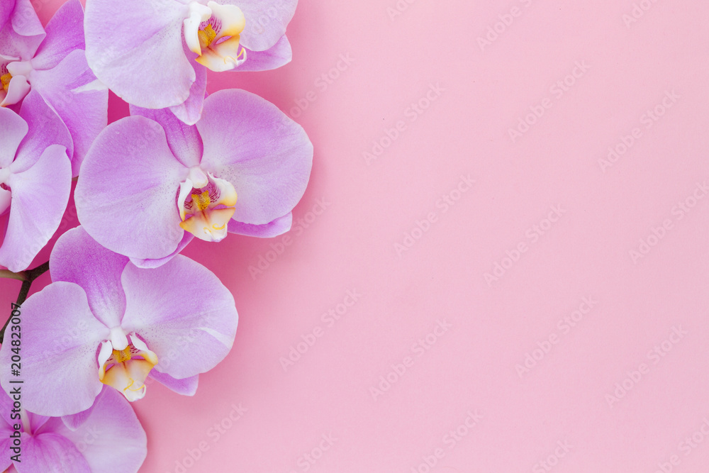 Orchid Phalaenopsis on a pink background.