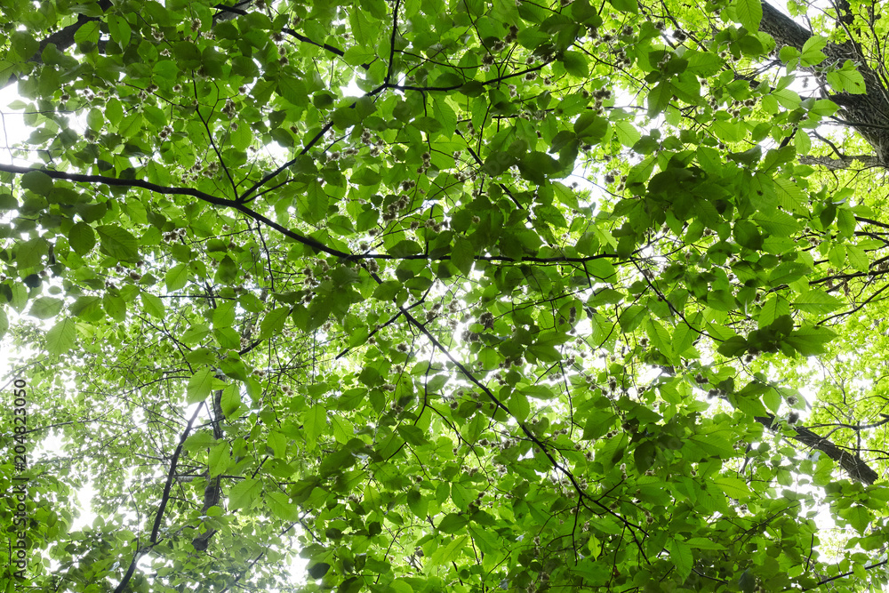 Green forest with sun rays Green forest with sun rays