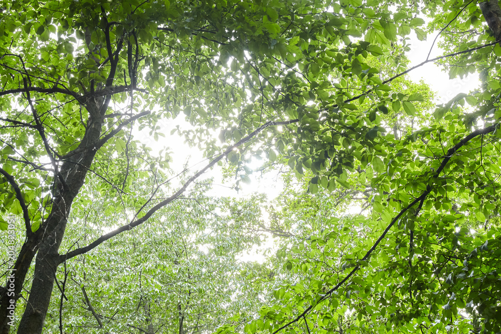 Fototapeta premium Green forest with sun rays