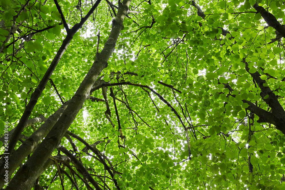 Fototapeta premium Green forest with sun rays