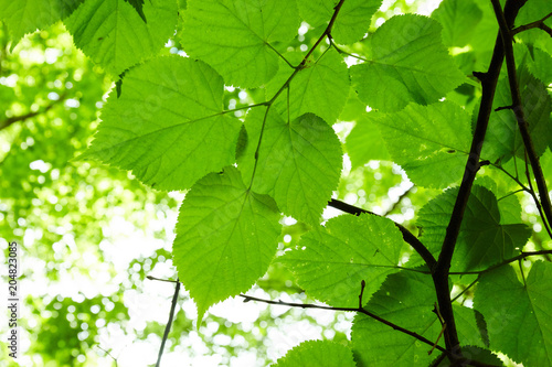 Green forest with sun rays