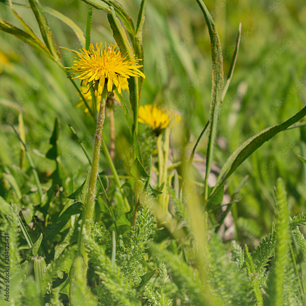 dandelion bloom dandelion bloom