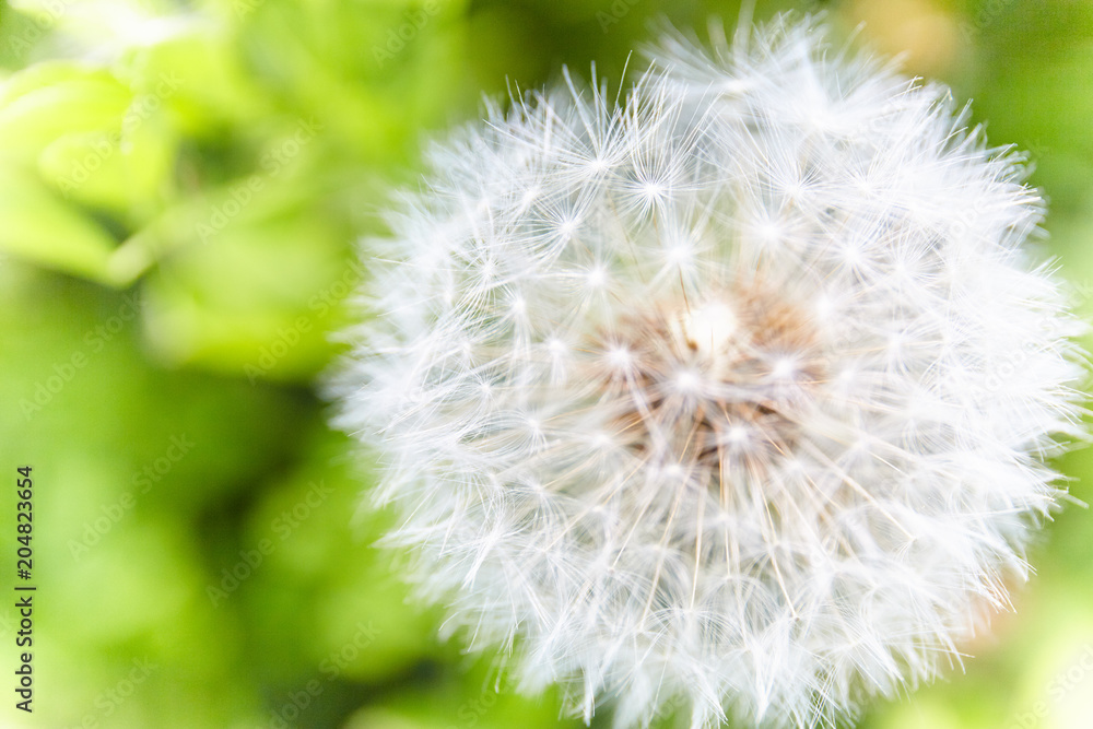 White dandelion in green field. White dandelion in green field.