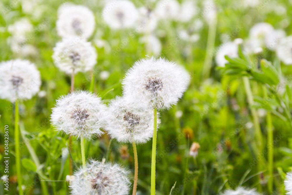 White dandelion in green field. White dandelion in green field.