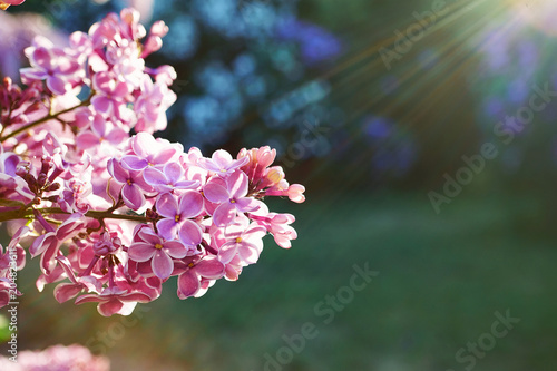 Pink blossoming lilac in sunny day; sclose up photo