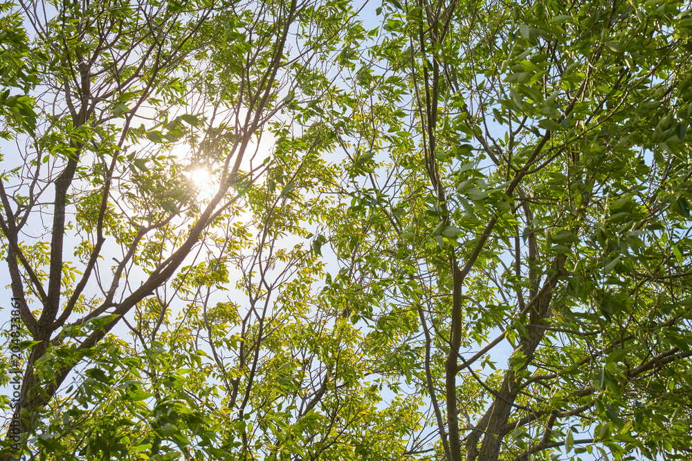 Obraz premium Green forest with sun rays