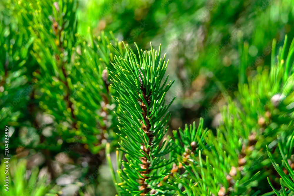 Branch of a fir close-up in the park