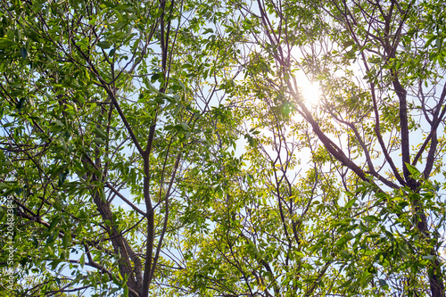 Green forest with sun rays