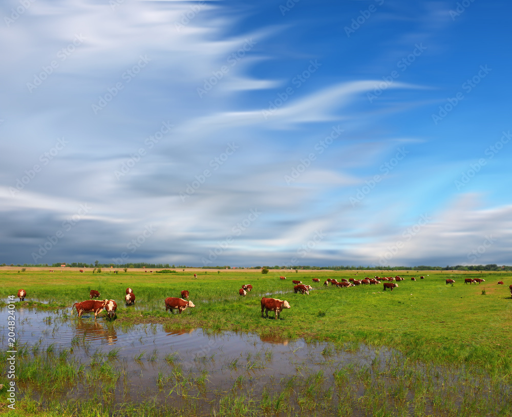 A group of Hereford cows being rounded up for branding A group of Hereford cows being rounded up for branding