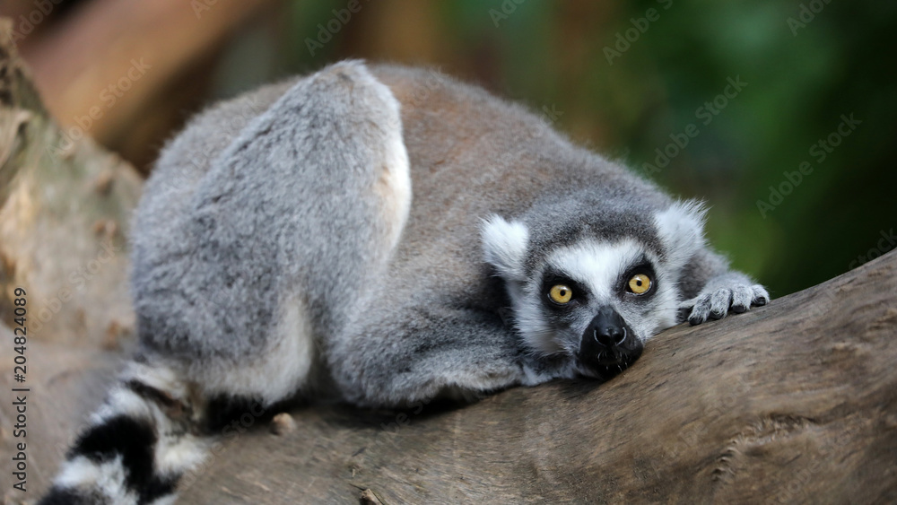 Fototapeta premium Ring Tailed Lemur