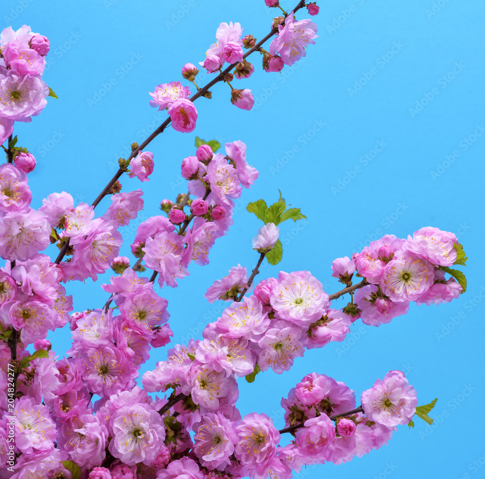 branches with pink flowers Louiseania triloba branches with pink flowers Louiseania triloba