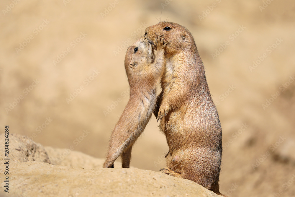 Black-tailed prairie dog mother with child