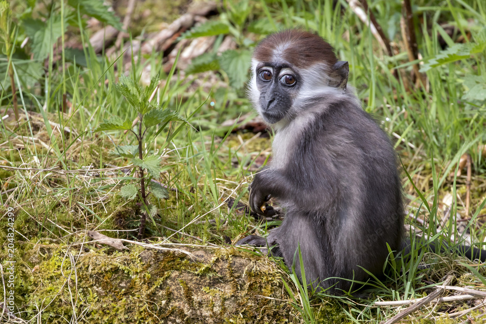 Fototapeta premium Young Collared Mangabey