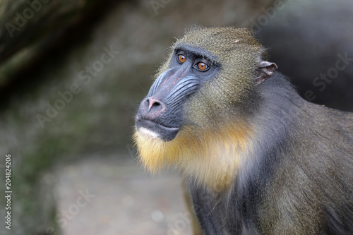 Young male mandrill © Edwin Butter
