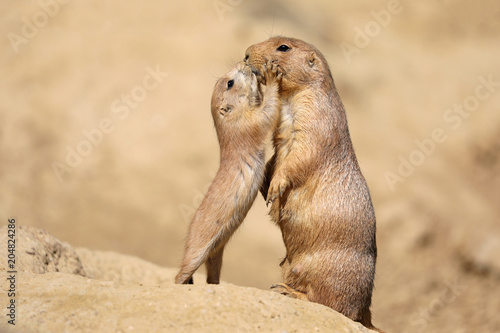 Black-tailed prairie dog mother with child photo