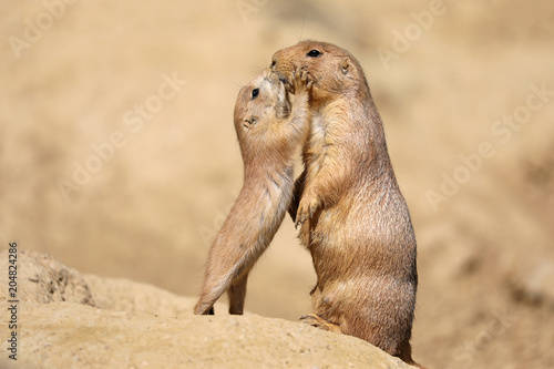 Obraz na płótnie Black-tailed prairie dog mother with child w salonie