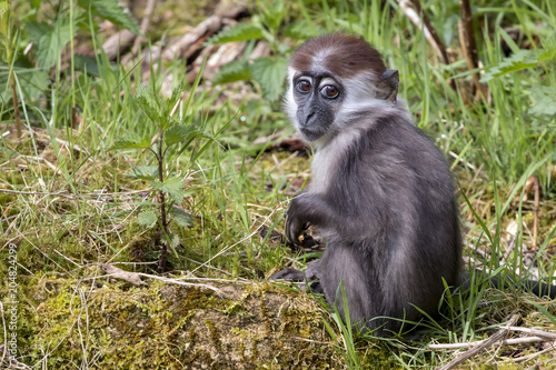 Young Collared Mangabey