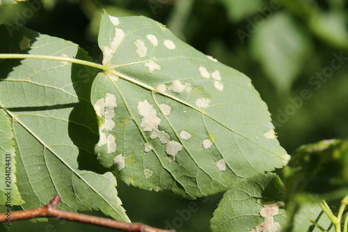 Under side of lime leaf with white erineum of linden gall mite or Eriophyes leiosoma photo