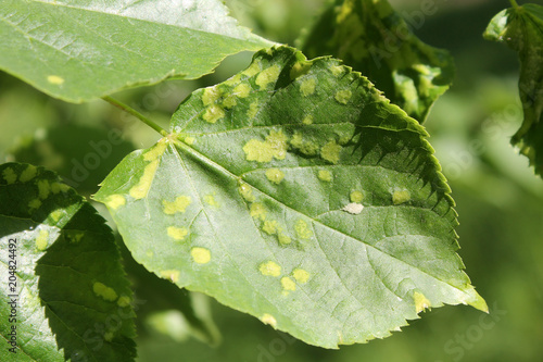 Upper side of lime leaf with pale patches is caused by the linden gall mite or Eriophyes leiosoma