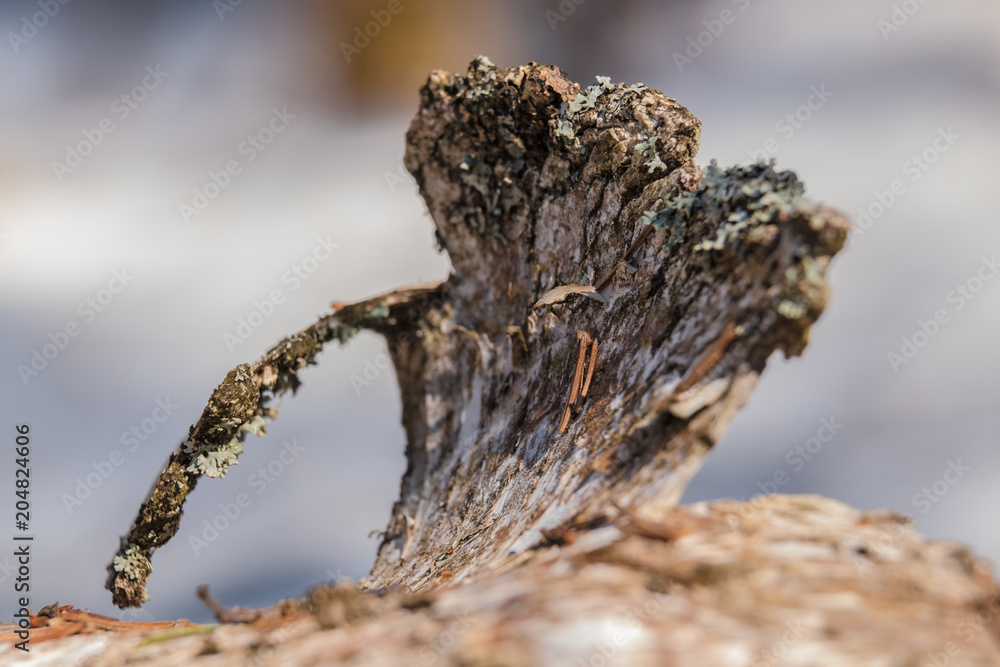 Dry birch bark close-up on a tree Dry birch bark close-up on a tree